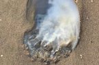 قناديل البحر تظهر من جديد في شواطئ بيش