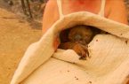 بالفيديو والصور .. سيدة تخترق النيران لإنقاذ حيوان كوالا فى غابات أستراليا المحترقة