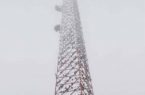 نسور تحتل برج اتصالات في ولاية تكساس ‏الأمريكية