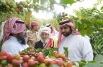 جائزة الأمير محمد بن عبدالعزيز تعزز الزراعة النموذجية للبن الخولاني