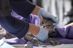 نقابة الأطباء الفرنسية تحذر من استخدام المعقمات على الحيوانات الأليفة