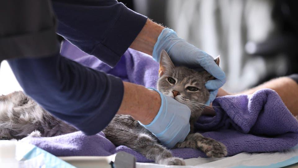 نقابة الأطباء الفرنسية تحذر من استخدام المعقمات على الحيوانات الأليفة