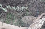 “مدني جازان” يبطل مفعول لغمٍ أرضي بأحد الأودية