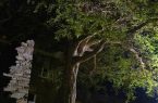 الأمير تركي بن طلال يُوجّه بحماية شجرة “الحُمَر” المُعمّرة في رجال ألمع 