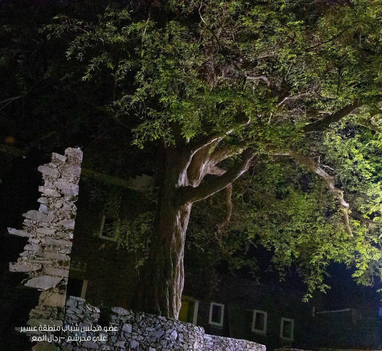الأمير تركي بن طلال يُوجّه بحماية شجرة “الحُمَر” المُعمّرة في رجال ألمع 