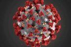 بداية مناعية» مسبقة ضد الفيروس التاجي الجديد