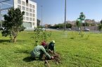 أمانة الطائف تُنفذ مبادرة لزراعة أشجار الفواكه بالحدائق والميادين