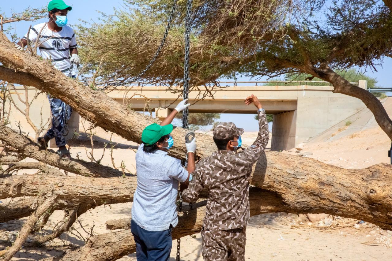بالفيديو .. “الأمن البيئي” ينقذ شجرة طلح معمّرة جرفتها السيول بالثمامة
