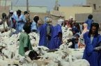موريتانيا تبدأ عملية تصدير الأضاحي إلى السنغال
