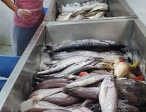 أمانة عسير تكثف جولاتها الرقابية على أسواق الخضار و الأسماك بمدينة أبها