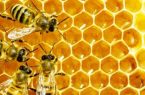 جامعة أكسفورد: العسل أفضل من المضادات الحيوية لعلاج هذه الأمراض