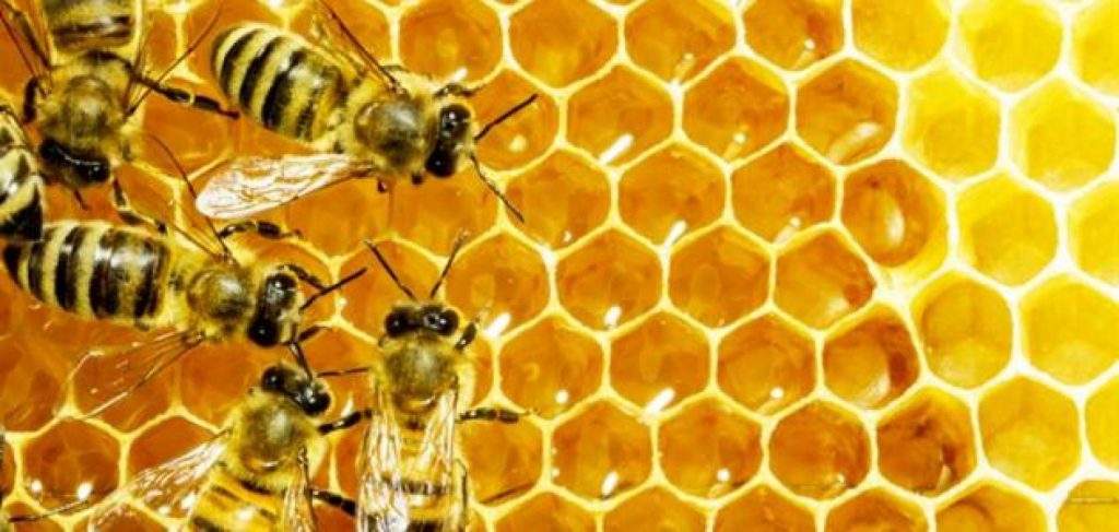 جامعة أكسفورد: العسل أفضل من المضادات الحيوية لعلاج هذه الأمراض