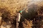 “البيئة”: أكثر من 140 فرقة ميدانية تكافح أسراب الجراد الصحراوي في “عسير”