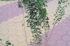 زراعة 175 شجرة بمنطقة مكة المكرمة