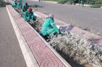 بلدية صبيا تزرع 800  شتلة زراعية في حزام المحلة غوان 