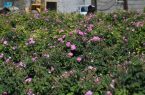 دارة الملك عبدالعزيز توثق مزارع الورد الطائفي