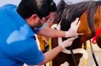 عيادات بيطرية لكشف منشطات الخيول بالباحة