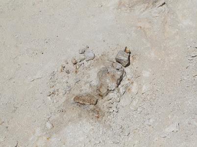 ‏اكتشاف تاريخي لبقايا حوت منقرض قبل ٣٧ مليون سنة شمال غرب السعودية