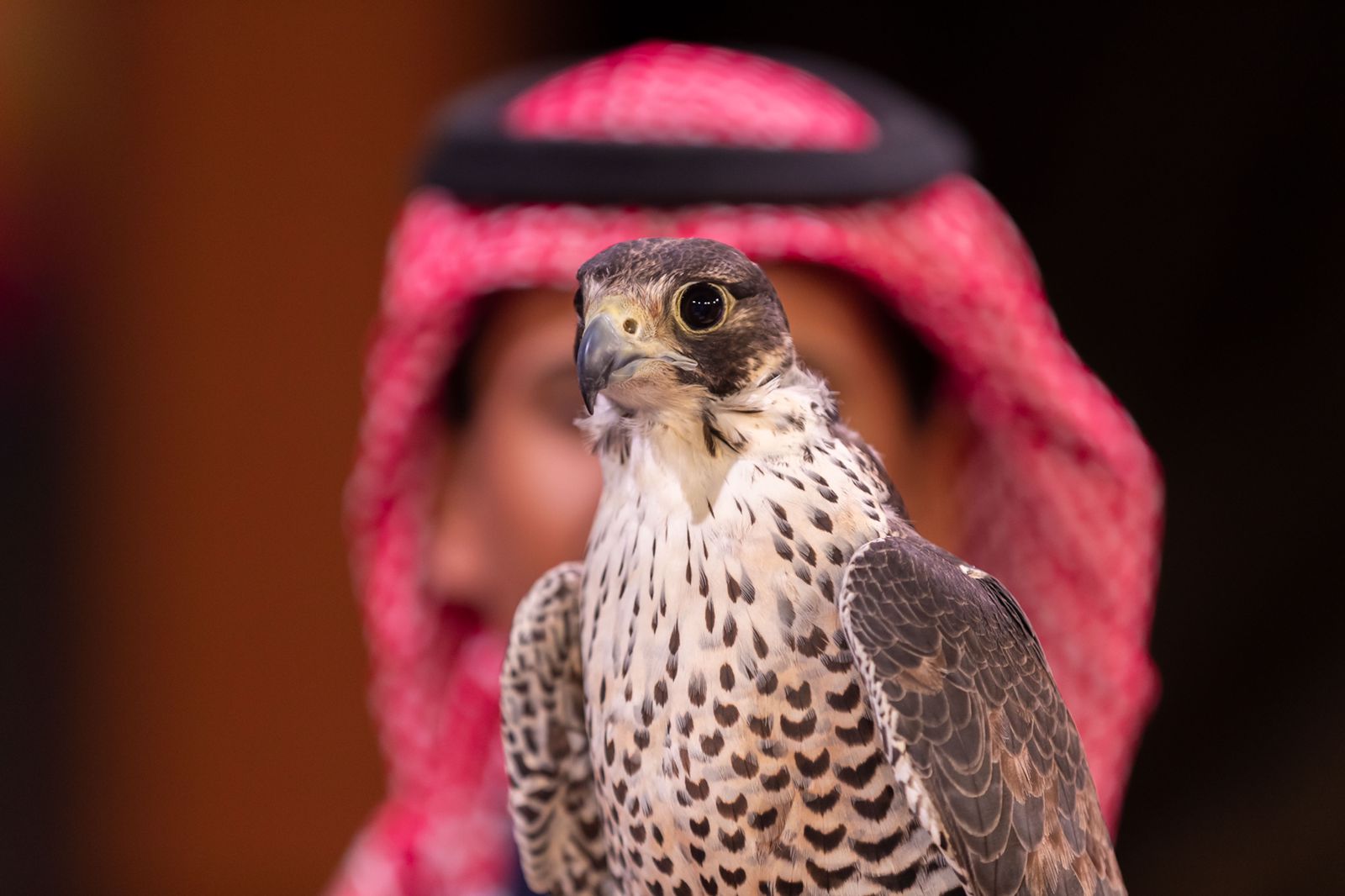 مهرجان الملك عبدالعزيز للصقور يختتم مسابقة المزاين