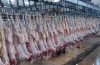 بر جازان توزع أكثر من 750 كيلو من اللحوم الطازجة على 300 أسرة