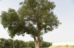 مركز الأبحاث الزراعية بمنطقة جازان يحتضن أقدم شجرة مانجو زُرعت بالمملكة