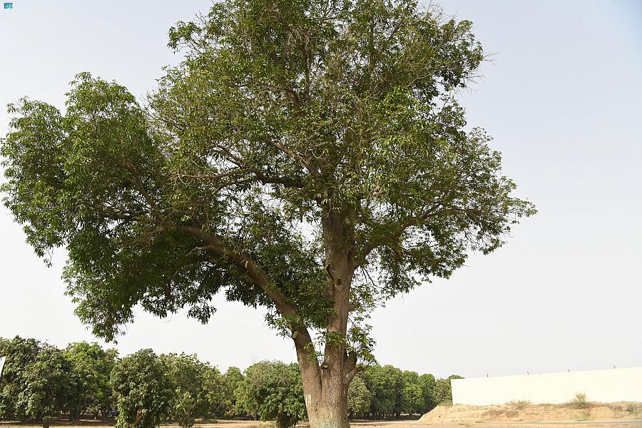 مركز الأبحاث الزراعية بمنطقة جازان يحتضن أقدم شجرة مانجو زُرعت بالمملكة