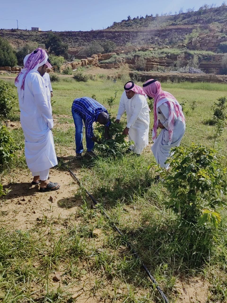 بيئة جازان تنفيذ برنامج أرشادي في مزارع البن بمحافظة الريث 