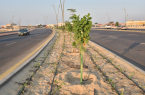 بلدية القطيف تزرع 350 شجرة بالميادين والشوارع