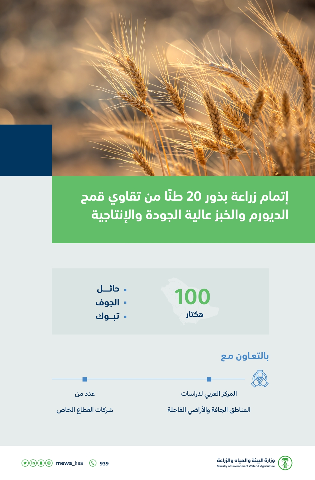 البيئة : إتمام زراعة بذور ٢٠ طنًا من تقاوى قمح الديورم والخبز 