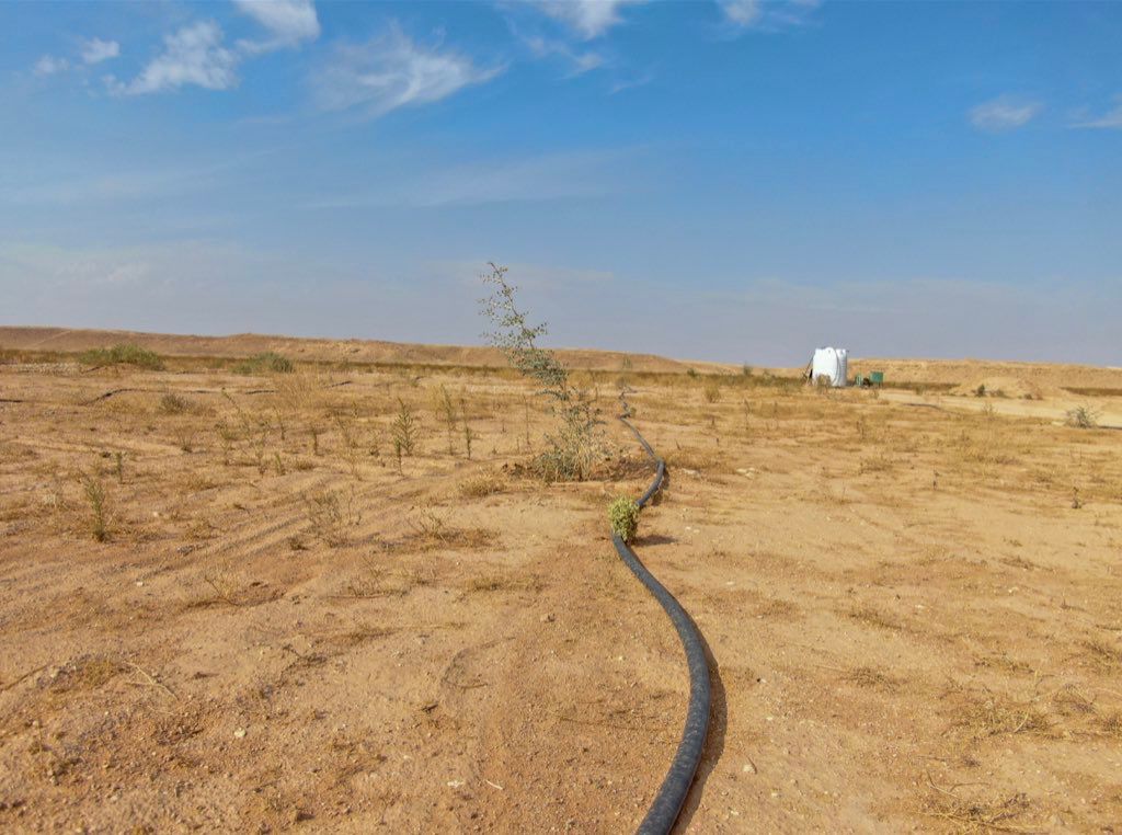 “الغطاء النباتي” ينتهي من زراعة 180 ألف شجرة في مسيج العويصي بالحدود الشمالية
