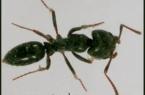 حساسية نمل السمسوم أو النمل الأسود